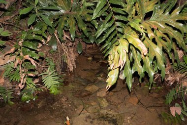 Brezilya 'nın Brasilia kentindeki Olhos Dagoa Park Lagoa ya da Lagoon do Sapo ve Lago ya da Paranoya Gölü' ne beslenen Akıntının Kaynağı