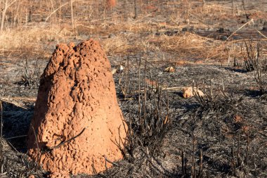 Brasilia şehrinin kuzeybatısında, Burle Marx Park 'ta çıkan yangının kalıntıları.