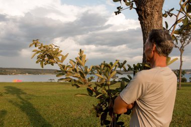 Brasilia 'daki Parque Das Garcas' ta kıdemli bir adam. Paranoya Gölü 'ne bakarken bir ağaca yaslanıyor.