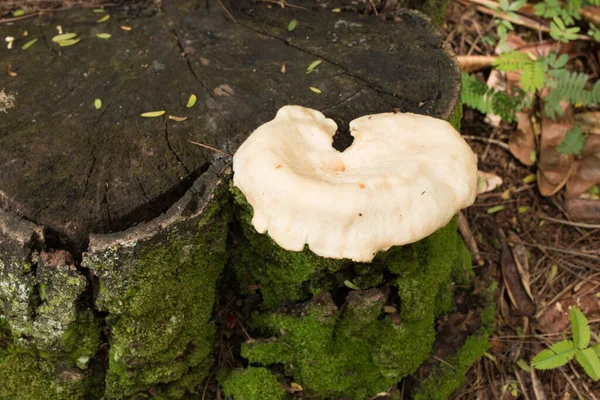 Cogumelos Fungos Crescendo Lado Uma Árvore Floresta — Fotografia de Stock