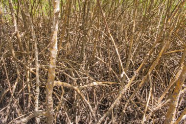 Brezilya ve Latin Amerika ülkelerinde sıkça rastlanan elektrik direkleri boyunca gerilmiş kablo kabloları.
