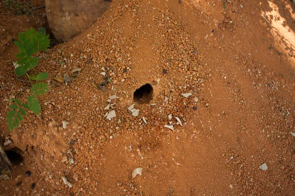 Montículo Hormigas Típico Región Sabana Brasil — Foto de Stock