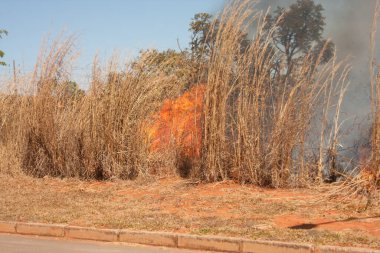 A brush fire near the Karriri-Xoco and Tuxa Indian Reservation in the Northwest section of Brasilia, Brazil