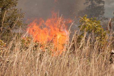 Brezilya 'nın Brasilia kentinin kuzeybatısındaki Karriri-Xoco ve Tuxa Kızılderili Bölgesi yakınlarında bir çalı yangını