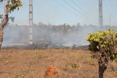 A brush fire near the Karriri-Xoco and Tuxa Indian Reservation in the Northwest section of Brasilia, Brazil