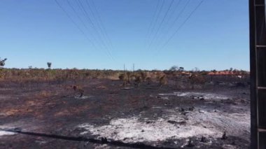 Brezilya 'nın Brasilia kentinin kuzeybatısındaki Karriri-Xoco ve Tuxa Kızılderili Bölgesi yakınlarında kundaklanmış olabilir.
