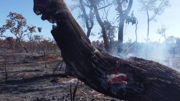 Brush Fire Karriri Xoco Tuxa Indian Reservation Northwest Section Brasilia — стоковое видео