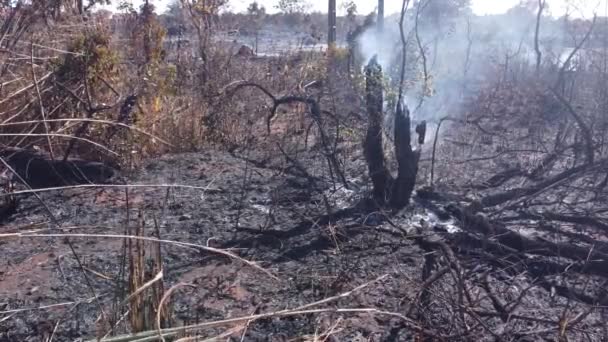 Brush Fire Karriri Xoco Tuxa Indian Reservation Northwest Section Brasilia — Stockvideo