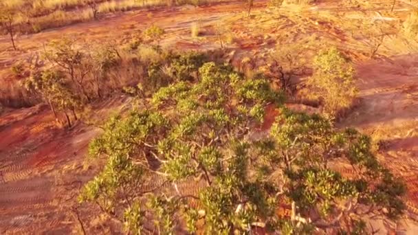 Aerial View Land Brush Trees Vegetation Clear Out Burle Marx — Stock videók