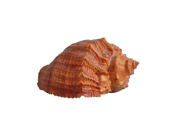 Seashell Isolerad Vit Bakgrund Sommar Semester Och Resemall Element — Stockfoto