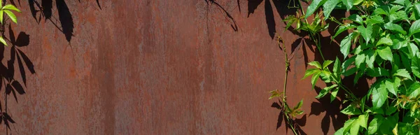 太陽からのハードシャドウと背景の古い錆びた金属壁の表面を持つ野生のブドウの葉 — ストック写真