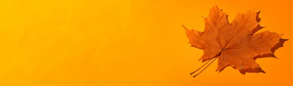 Sarı Arkaplanda Sonbahar Akçaağaç Yaprağı. Sonbahar Mevsimi Duvar Kağıdı.