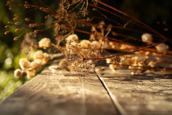 Jesień Relaks Jesień Natura Zen Tapety Suchych Roślin Lit Evening — Zdjęcie stockowe