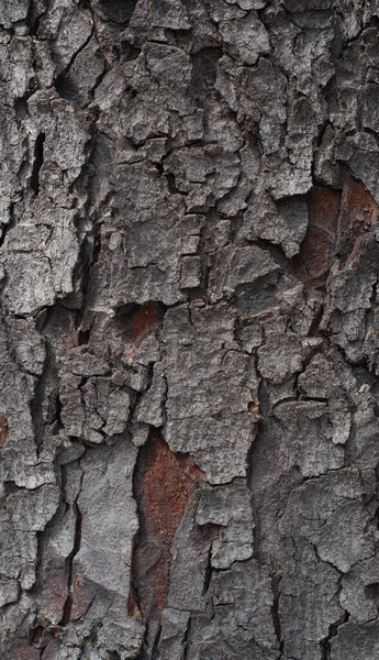 Кора Дерева Текстурована Поверхня Тла Текстури Або Шпалер — стокове фото