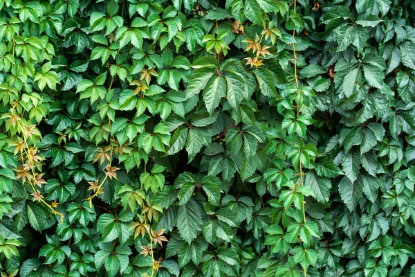 Uvas Silvestres Hojas Verdes Pared Planta Para Naturaleza Fondo Pantalla —  Fotos de Stock