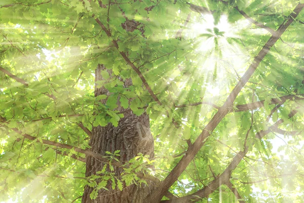 Дуб Молодыми Зелеными Листьями Солнце Сияющее Ними Сохранить Природу Экосистему — стоковое фото