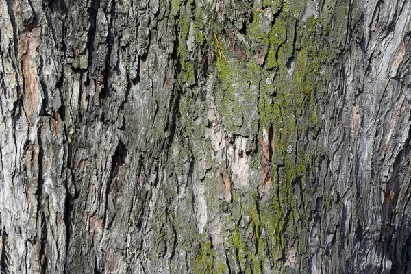 Tree Bark Textured Surface Background Texture Wallpaper — Stock Photo, Image