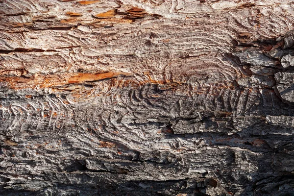 Кора Дерева Текстурована Поверхня Тла Текстури Або Шпалер — стокове фото