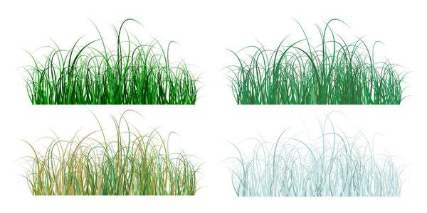 Plantilla Vectorial Hierba Aislada Sobre Fondo Blanco — Archivo Imágenes Vectoriales