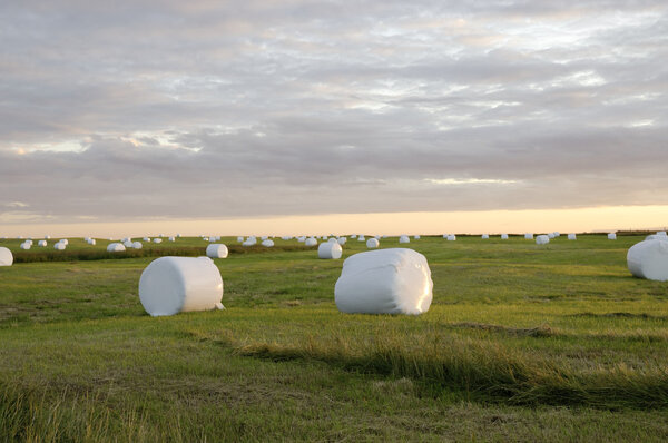тюки из белого пластика, Исландия
