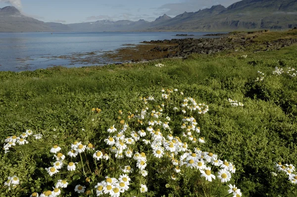 Zomer landschap in IJsland. — Stockfoto