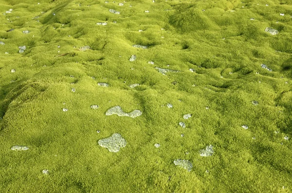 Water druppels op groene mos. — Stockfoto