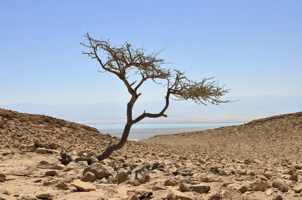 Sam akacji w Judei pustyni, Izrael — Zdjęcie stockowe