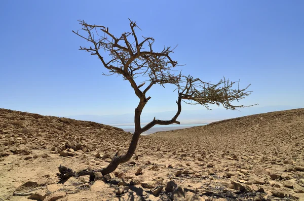Sam akacji w Judei pustyni. — Zdjęcie stockowe