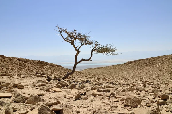 Alone acacia tree in Judea desert, Israel — Stock Photo, Image