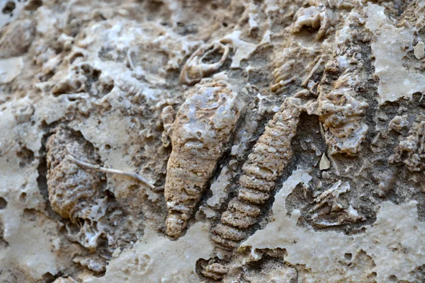Fossilien von Ammoniten. — Stockfoto