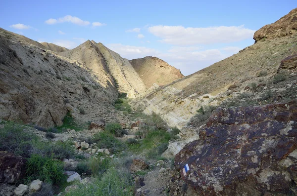 Wadi in de negev woestijn bij spring, Israël. — Stockfoto