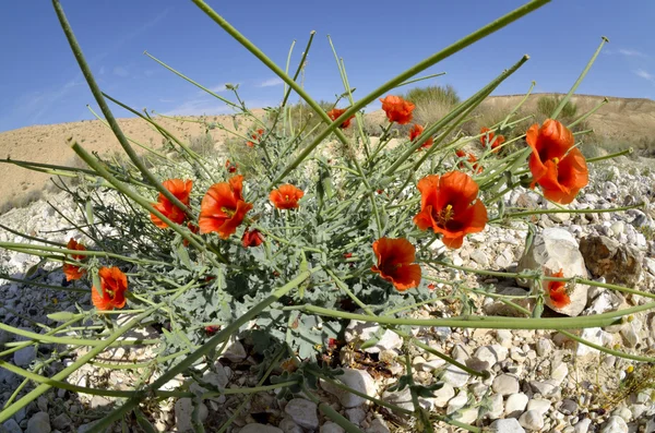 Rode papaver voorjaar bloeien. — Stockfoto