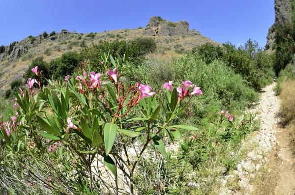 Wadi amud in Galilea, Israël — Stockfoto