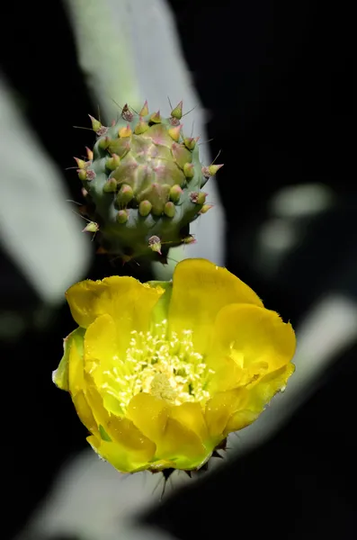 Cactus spring blossom. — Stock Photo, Image