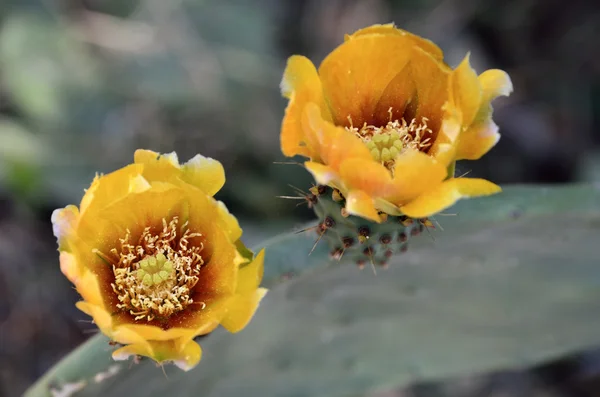 Fleur printanière de cactus . Image En Vente