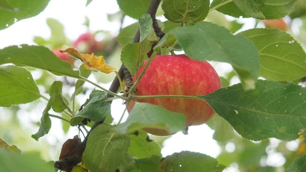 Pommiers dans le jardin avec des pommes rouges mûres prêtes pour la récolte. produits biologiques, respectueux de l'environnement, fruits — Photo