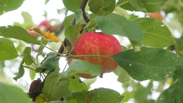 Яблони в саду с спелыми красными яблоками готовы к сбору урожая. экологически чистые продукты, фрукты — стоковое фото
