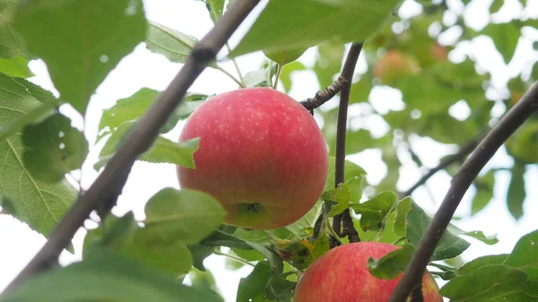Яблони в саду с спелыми красными яблоками готовы к сбору урожая. экологически чистые продукты, фрукты — стоковое фото
