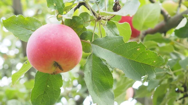Pommiers dans le jardin avec des pommes rouges mûres prêtes pour la récolte. produits biologiques, respectueux de l'environnement, fruits — Photo