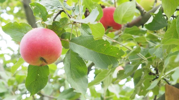 Pommiers dans le jardin avec des pommes rouges mûres prêtes pour la récolte. produits biologiques, respectueux de l'environnement, fruits — Photo