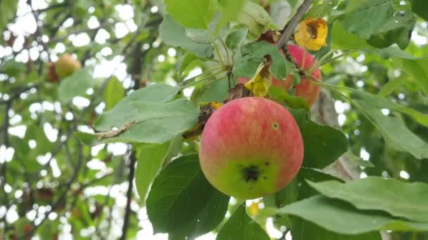 Äppelträd i trädgården med mogna röda äpplen redo för skörd. ekologiska, miljövänliga produkter, frukter — Stockvideo