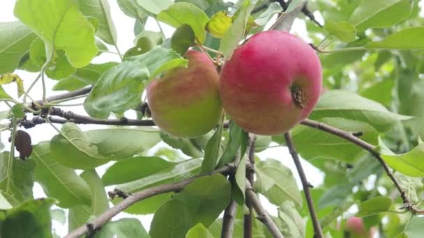 Äppelträd i trädgården med mogna röda äpplen redo för skörd. ekologiska, miljövänliga produkter, frukter — Stockvideo