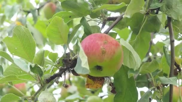 텃밭에 있는 사과는 익은 빨간 사과를 수확할 준비가 되어 있습니다. 유기농, 환경 친화적 인 제품, 과일 — 비디오