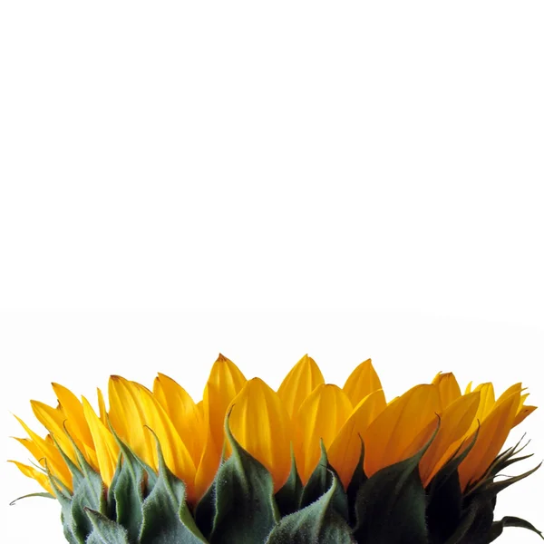Izolované slunečnice — Stock fotografie