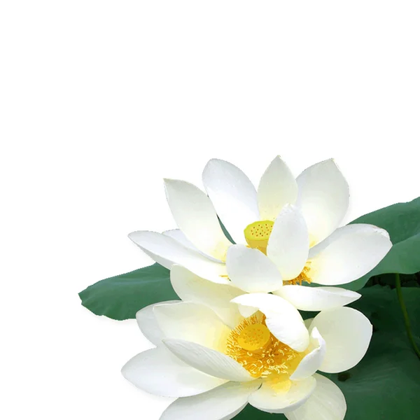 Flor de loto blanco — Foto de Stock