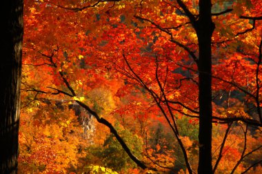 Webster Falls 'da renkli sonbahar yaprakları. Ontario, Kanada