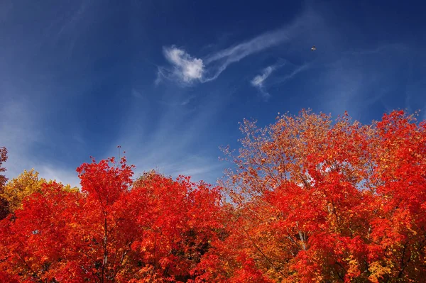 ウェブスター滝の赤い木の冠 カナダのオンタリオ州ハミルトン — ストック写真