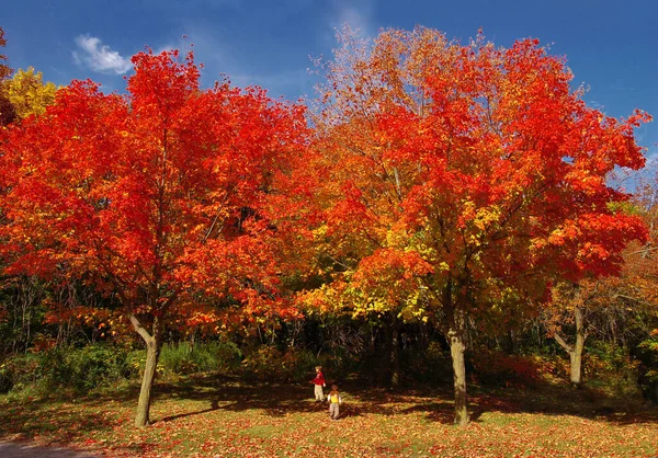 晴れた日には紅葉の下で遊ぶ子供たち オンタリオ州ウェブスターの滝 — ストック写真