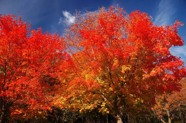ウェブスターの滝でカラフルな秋の木 カナダのオンタリオ — ストック写真