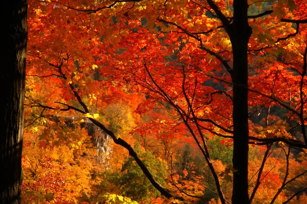 ウェブスター滝でカラフルな秋の葉 カナダのオンタリオ — ストック写真